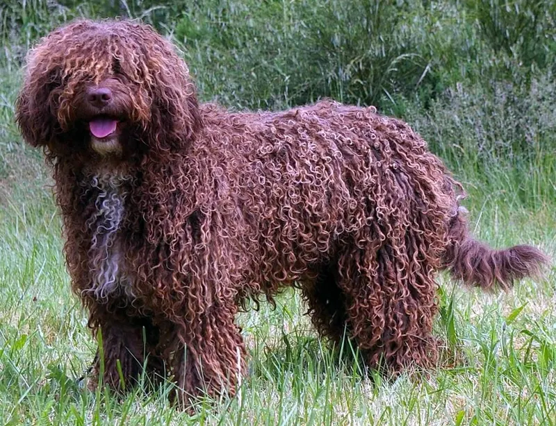Chien d’eau espagnol