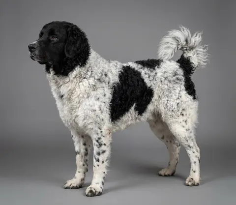 Chien d’eau frison