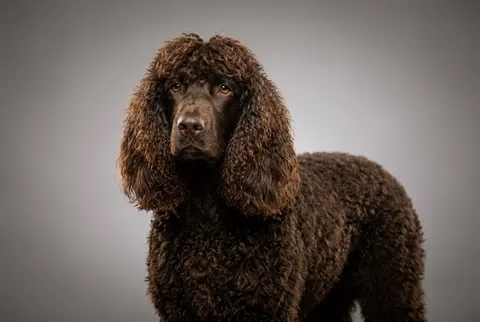 Chien d’eau irlandais
