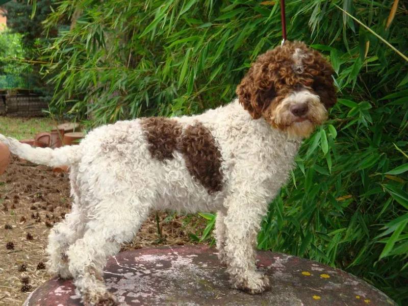 Chien d’eau romagnol