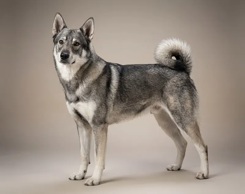 Chien d’élan suédois