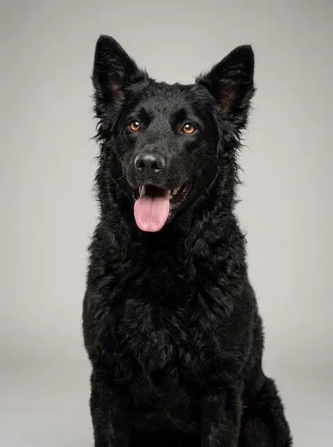 Chien de berger de Croatie