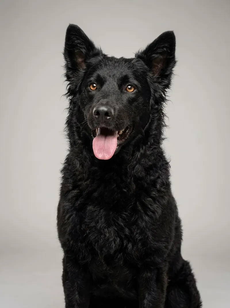 Chien de berger de Croatie