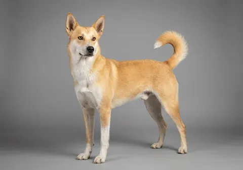 Chien de Canaan