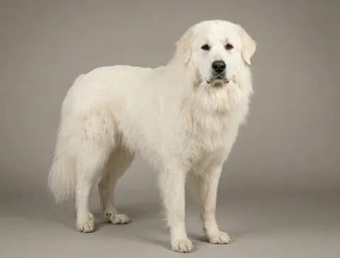 Chien de montagne des Pyrénées
