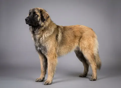 Chien de montagne portugais