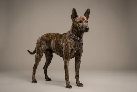 Chien de Taïwan