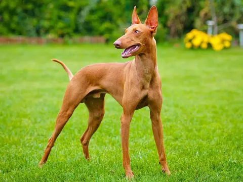 Chien du pharaon