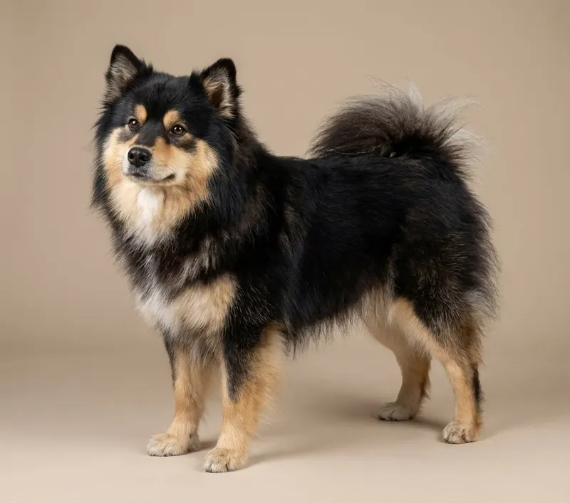 Chien finnois de Laponie