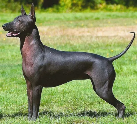 Chien nu mexicain