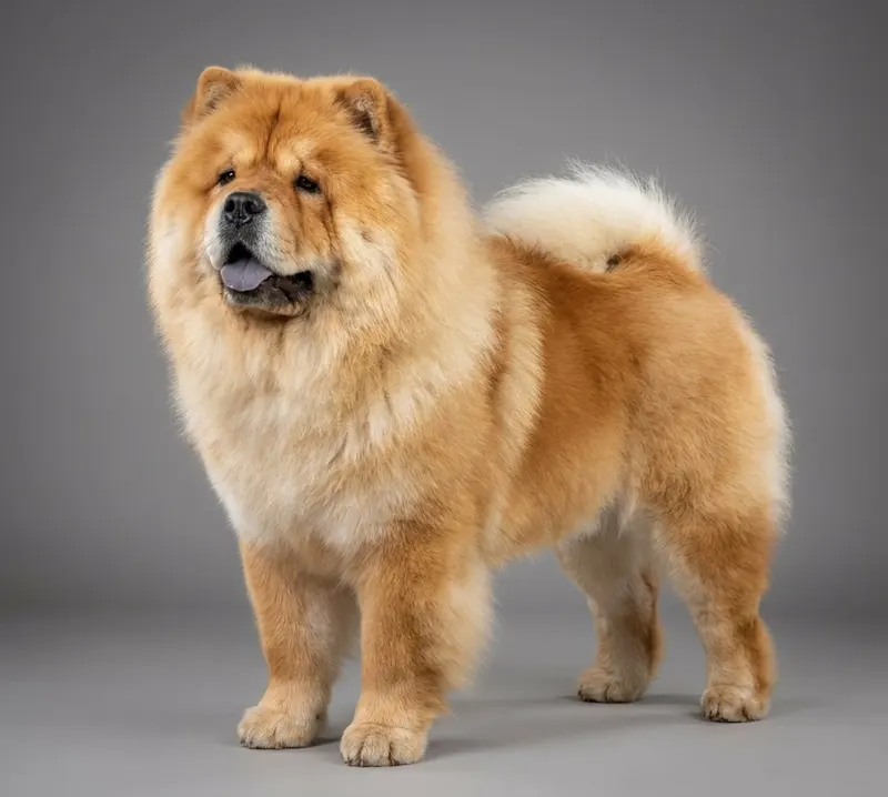 Chow-chow