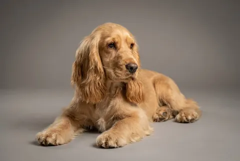 Cocker anglais