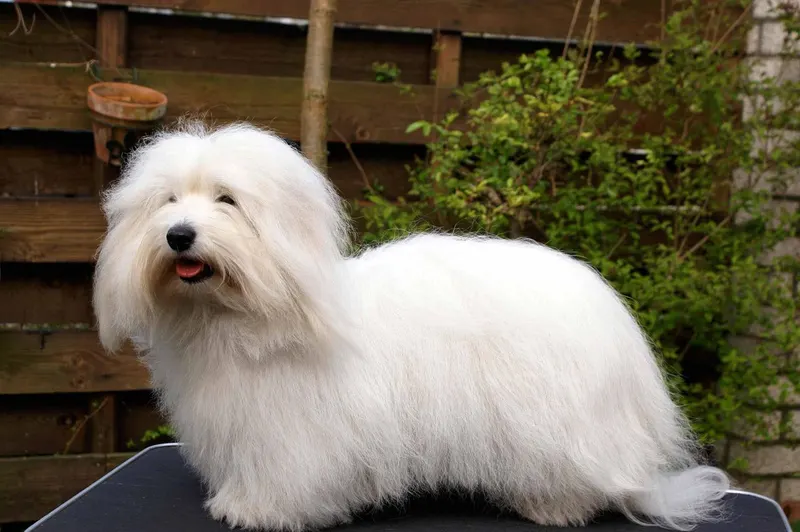 Coton de Tuléar