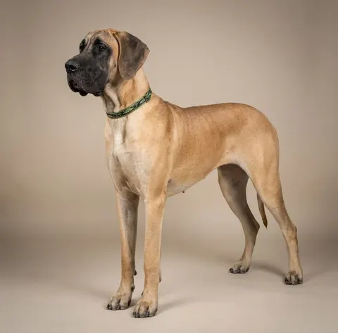Dogue allemand