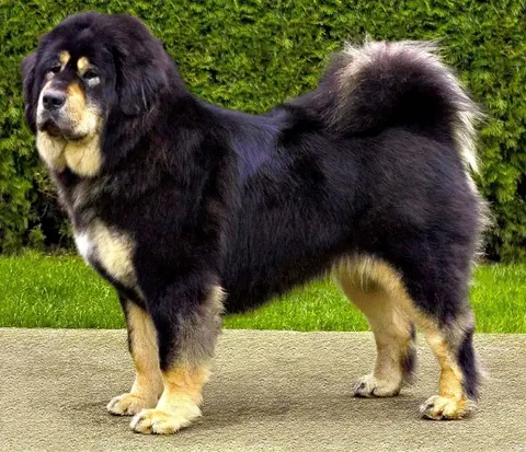 Dogue du Tibet