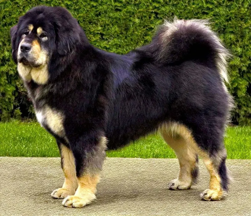 Dogue du Tibet