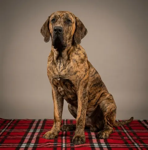 Fila Brasileiro