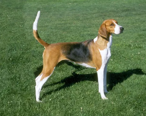 Foxhound américain