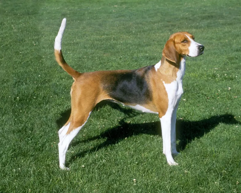 Foxhound américain
