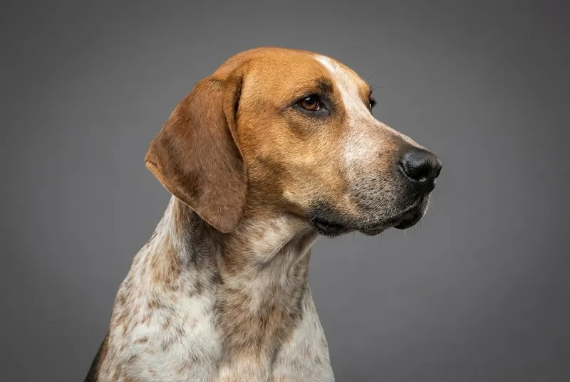 Foxhound anglais