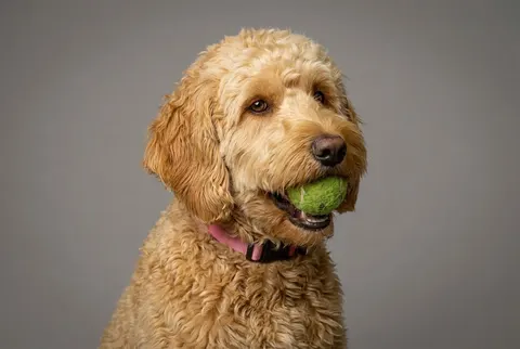 Goldendoodle