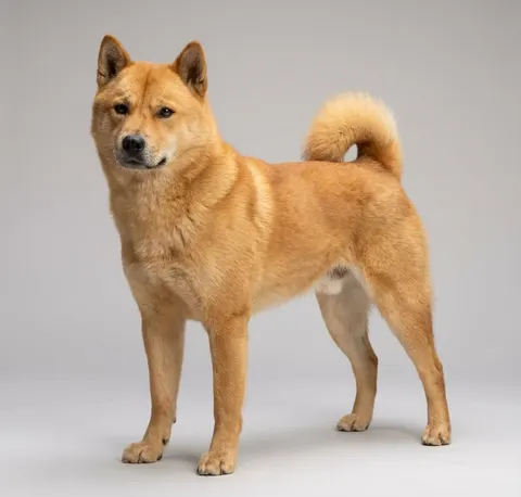 Hokkaido Ken
