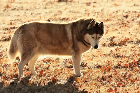 Husky sibérien