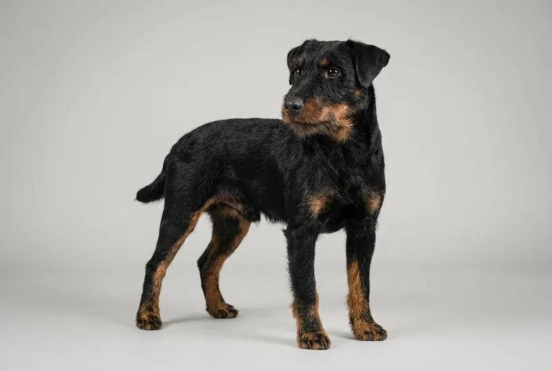 Jagdterrier