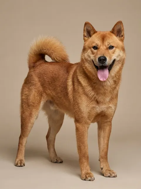 Jindo coréen