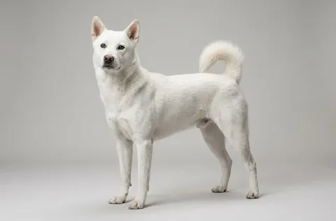 Kishu