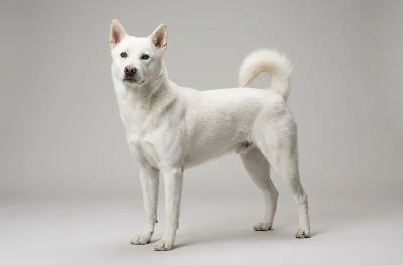 Kishu