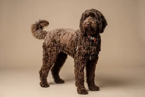 Labradoodle