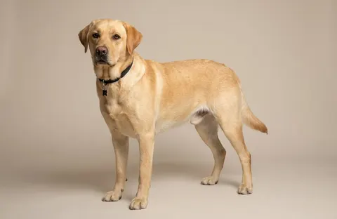 Labrador