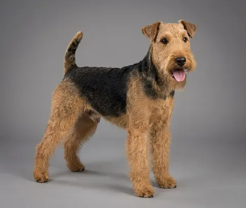 Lakeland Terrier