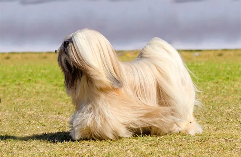 Lhassa Apso
