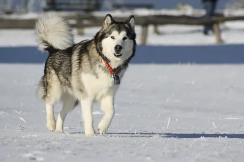 Malamute de l’Alaska