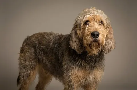 Otterhound