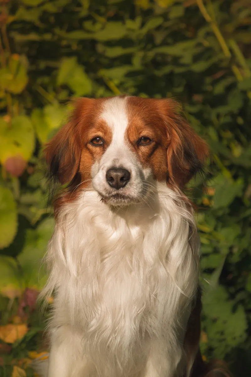 Petit chien hollandais de chasse au gibier d’eau