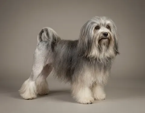 Petit chien lion