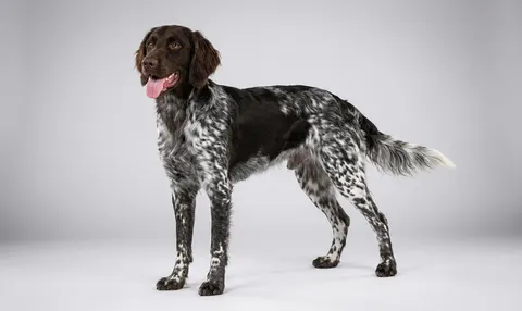 Petit Münsterländer
