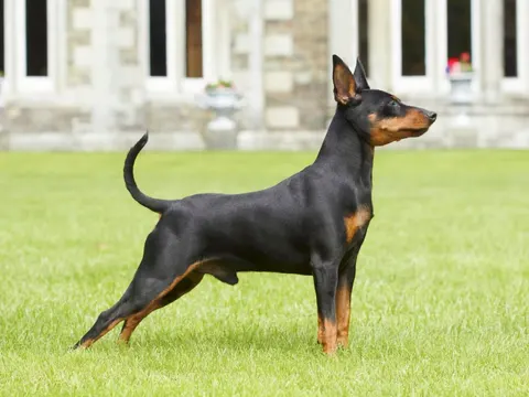 Pinscher nain