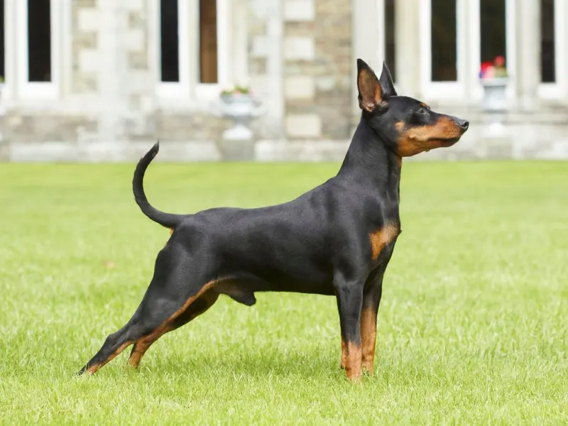 Pinscher nain