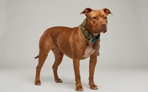 Pitbull ou American pitbull terrier
