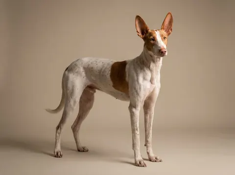 Podenco canario