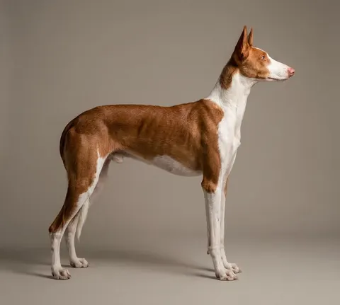 Podenco ibicenco