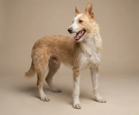 Podenco portugais