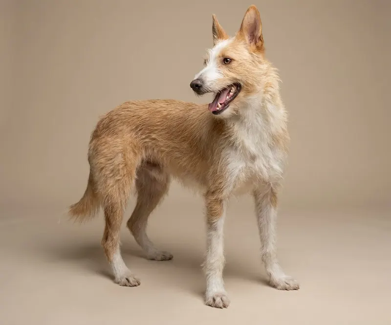 Podenco portugais