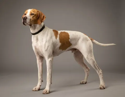 Pointer anglais