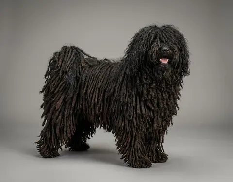 Puli