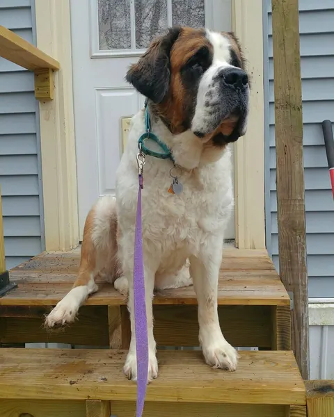 Saint-Bernard